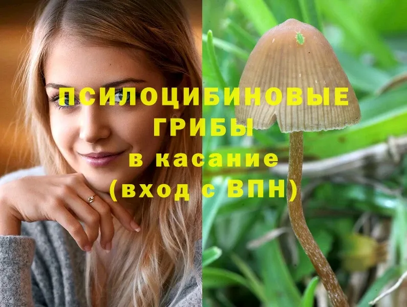 Псилоцибиновые грибы GOLDEN TEACHER  Сергач 